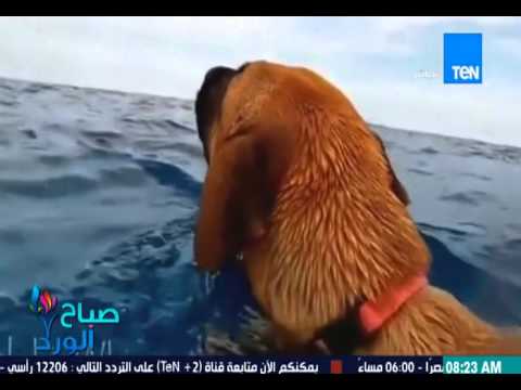 شاهد رد فعل كلب يشاهد الدلافين للمرة الأولى
