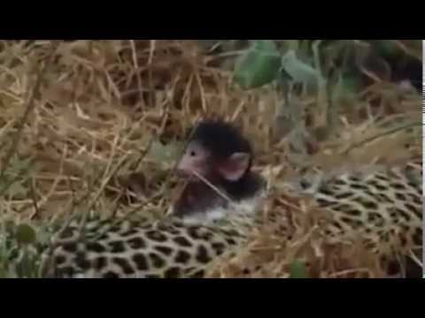 فيديوفهد يقتل قردة
