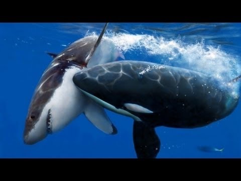 شاهد الحوت القاتل يهاجم سمك القرش