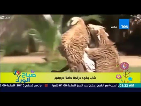 شاب يقود دراجة نارية حاملاً خروفين كالأطفال