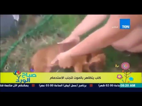 شاهد كلب يتظاهر بالموت لتجنب الاستحمام