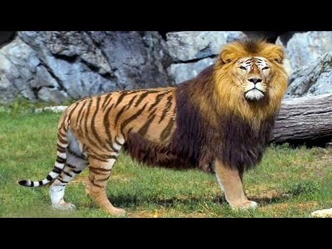 أغرب 10 حيوانات مهجنة في العالم