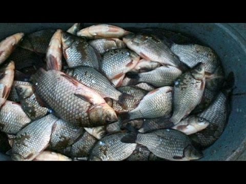 شاهد سُكان محيط تشيرنوبيل عُرضة لإشعاعات نووية